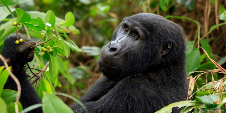 Gorilla_Trekking_African Scenic Beauty