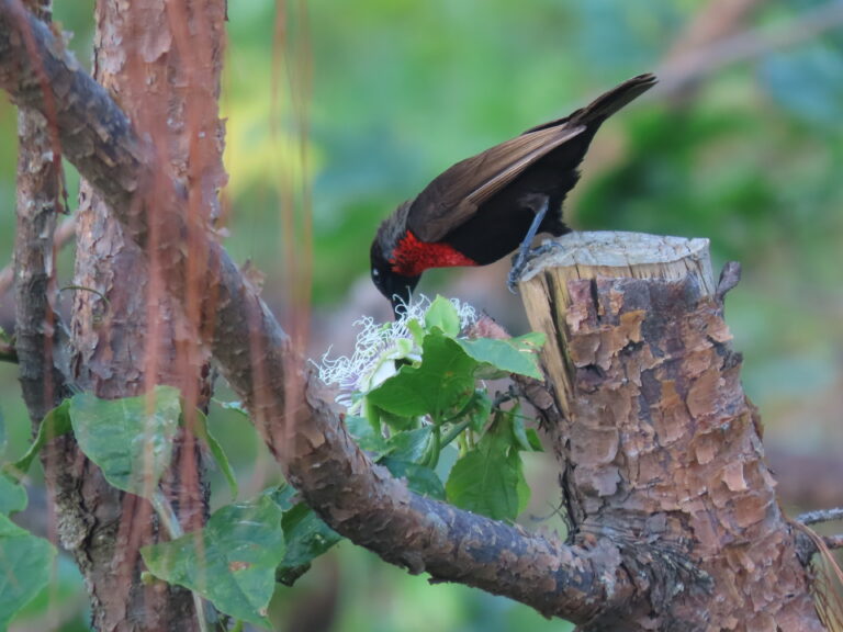 Scarlet-chested-Sunbird-1