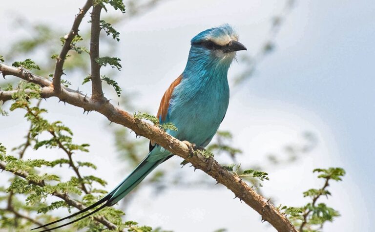Abysinian-Roller African Scenic Kidepo Valley Birding
