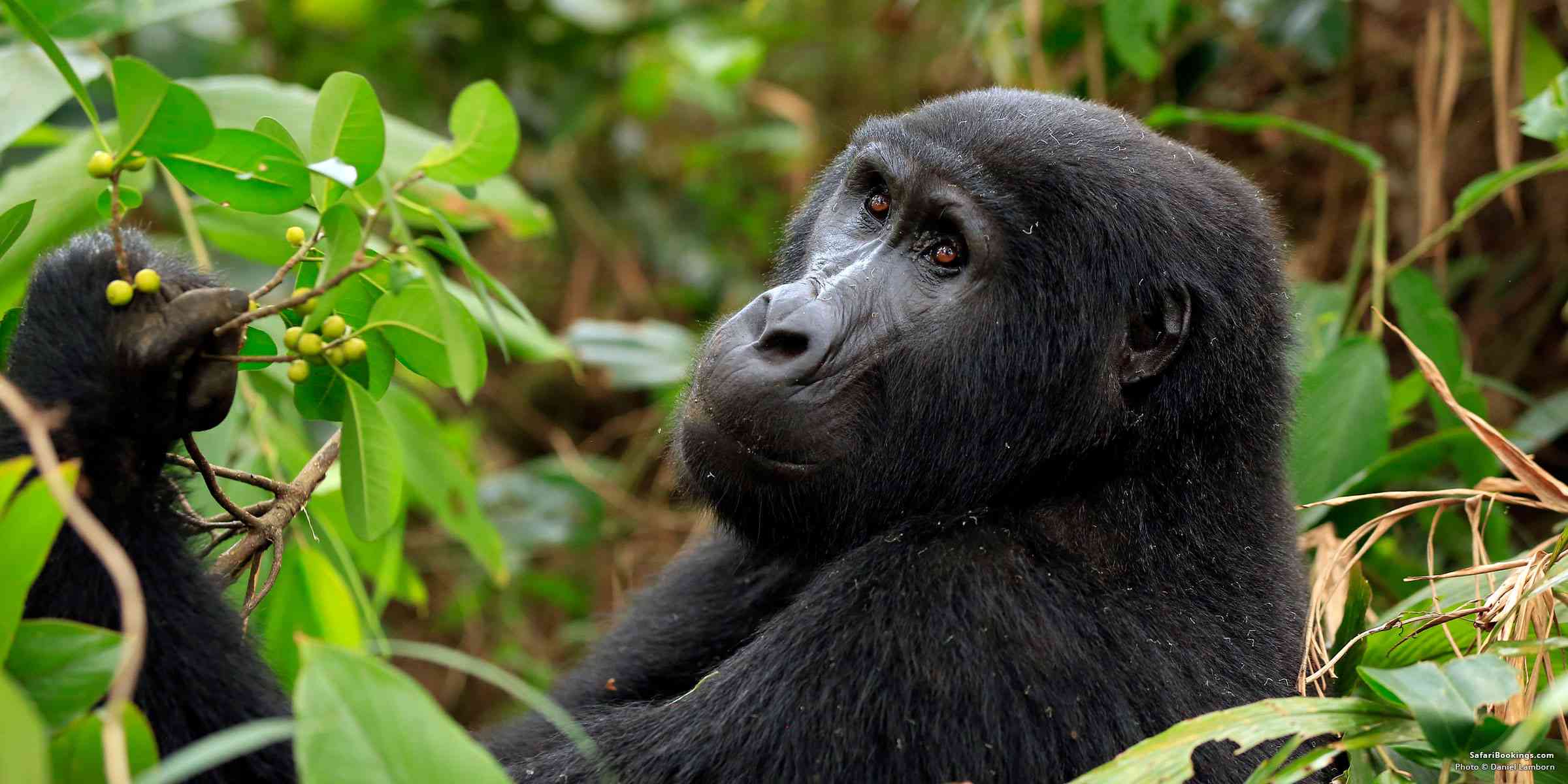 Gorilla trekking African Scenic